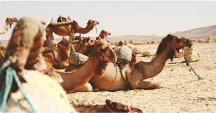 Cross-Border Healthcare Training